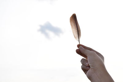 Close-up of hand holding leaf against white background