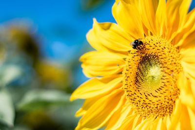 Close-up of honey bee on sunflower