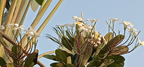 Low angle view of succulent plant against clear sky