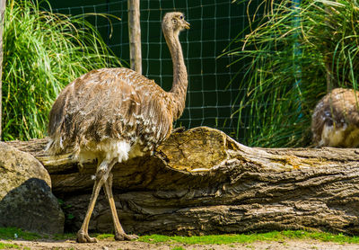 Side view of a bird on rock