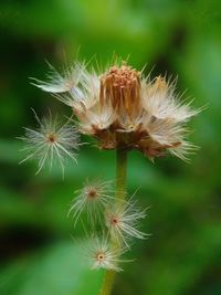 Close-up of flower plant