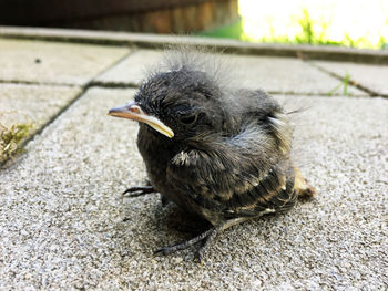 Close-up of bird