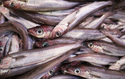 Close-up of raw fish samples at the local fishmonger's