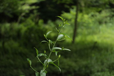 Close-up of fresh green plant