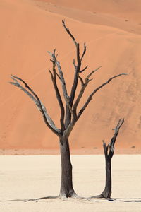 Close-up of dead plant