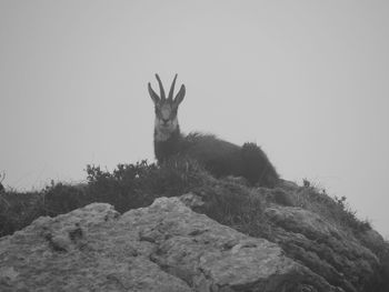 View of deer on rock