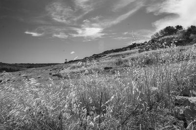 Scenic view of field against sky
