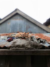 Cat life in the middle of cityrustic