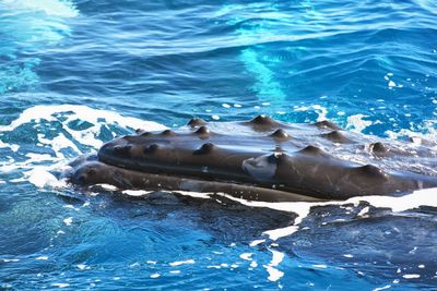 High angle view of whale in sea