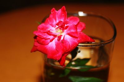 Close-up of pink rose flower on glass table