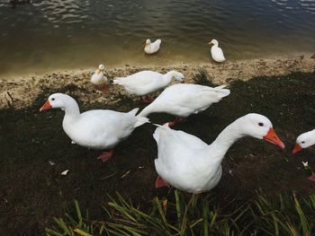 High angle view of swans at lakeshore