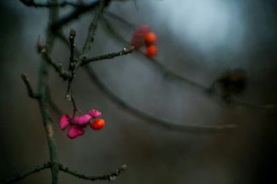 Close-up of plant growing on tree