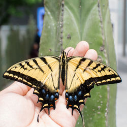 Close-up of butterfly perching on hand