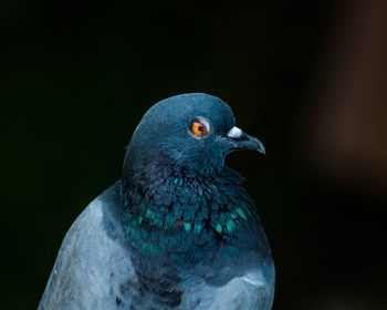 Close-up of bird perching on black background