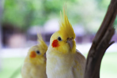 Close-up of parrot perching on yellow tree