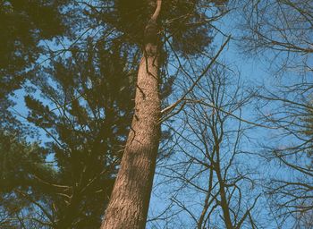 Low angle view of trees against sky