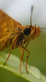 Close-up of insect on leaf