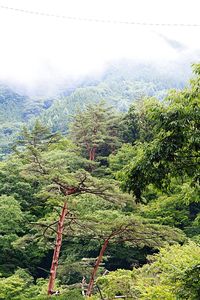 Plants growing on land against sky