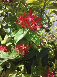 Close-up of red flowers