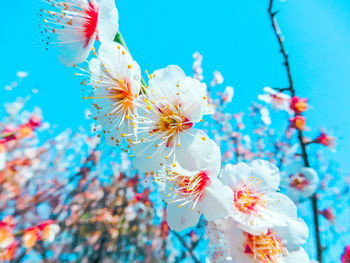 Low angle view of flowers on branch