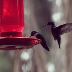 Close-up of bird flying