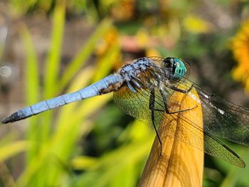 Close-up of dragonfly on leaf