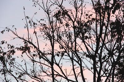 Low angle view of trees against clear sky