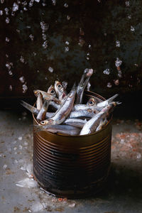 Close-up of fish in container