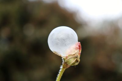 Close-up of white flower bud