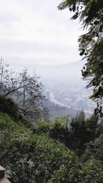 Trees in city against sky