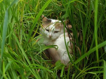 View of a cat on grass