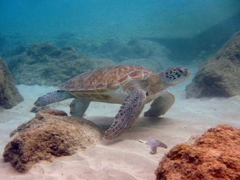 High angle view of turtle swimming in sea