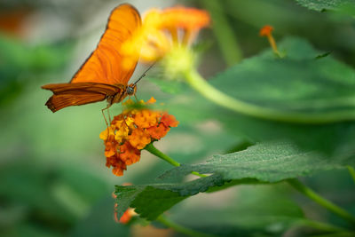 Close-up of butterfly pollinating on orange flower