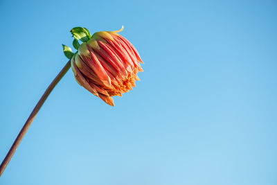 Low angle view of red rose against blue sky