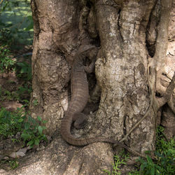 Close-up of tree trunk in forest