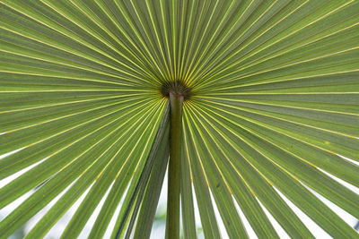 Low angle view of palm leaves
