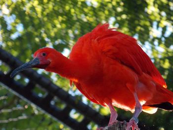 Close-up of parrot perching on tree