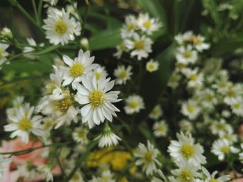 Close-up of flowers blooming outdoors