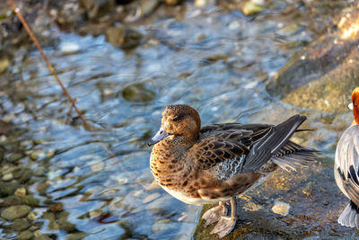 Duck swimming in lake