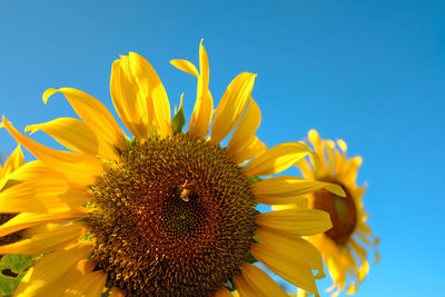 Close-up of sunflower