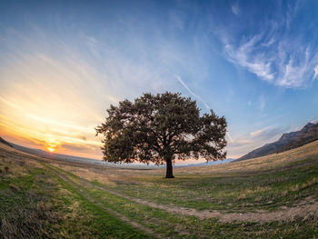 Tree on field against sky during sunset