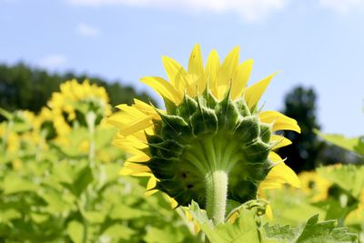 Close-up of yellow sunflower against sky