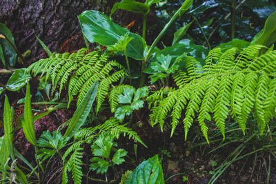 High angle view of fern amidst trees on field