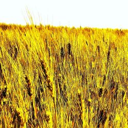 Scenic view of field against clear sky