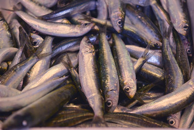 Close-up of fish for sale