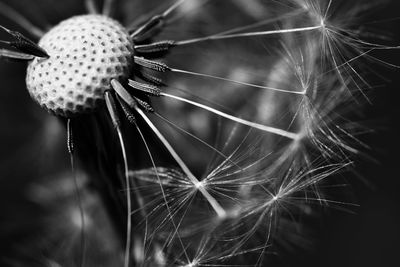 Close-up of wilted dandelion