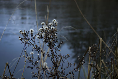 Close-up of flowering plant against lake