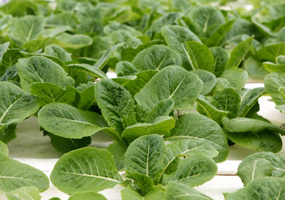 Full frame shot of green leaves