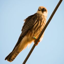 Low angle view of eagle perching on the sky