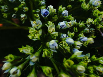 Close-up of purple flowering plants